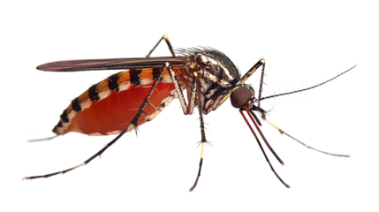 A mosquito is standing on a white background