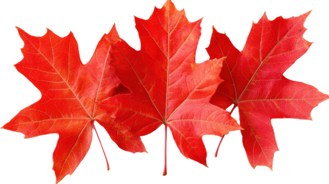 A red leaf of a maple tree