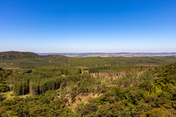 Fototapeta premium View of eucalyptus plantation with mountains and blue sky in the background