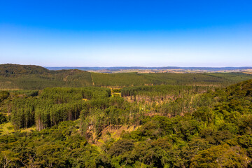 Obraz premium View of eucalyptus plantation with mountains and blue sky in the background