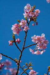 南立石公園の河津桜