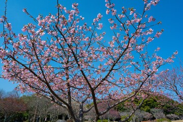 南立石公園の河津桜