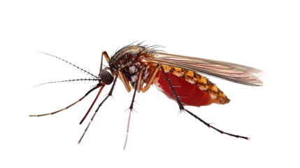 A mosquito is standing on a white background