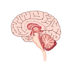 brain silhouette icon