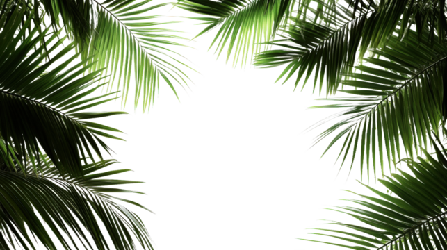 A close up of a palm tree with its leaves spread out