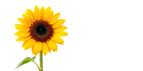 Bright Sunflower on White Background Copy Space Banner