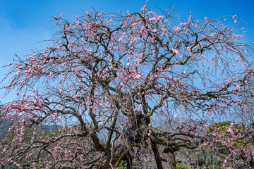 南立石公園の枝垂れ梅

