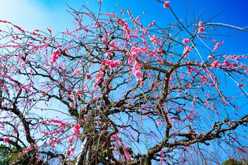 南立石公園の枝垂れ梅
