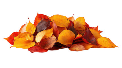A pile of orange and yellow leaves on a white background