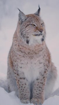 In a silence of winter, this lynx captures our hearts with its enchanting gaze.