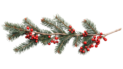 Christmas fir branch with red berries isolated on transparent background