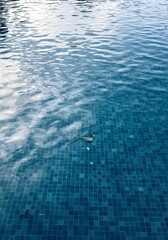 Obraz premium Swimming pool water surface and ripple wave with blue mosaic tiles, blue water reflection