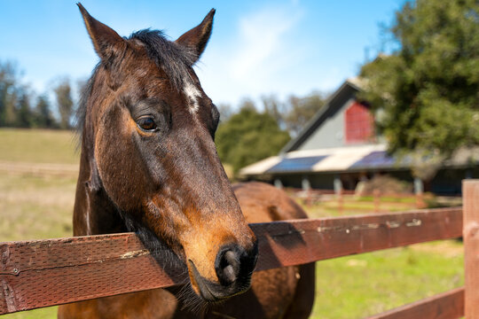 Close-up of a brown horse behind a fence on a farm