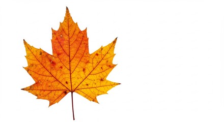 鮮やか黄金色紅葉一枚 白背景シンプル構成