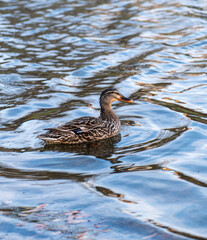 female mallard duck in water