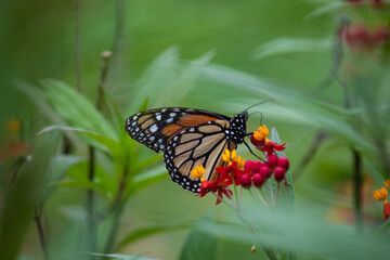 MOnarch butterfly feeding on yellow flowers in sunddy day in Lima Peru