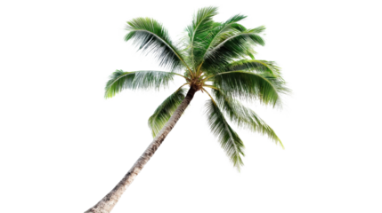 A green yellow palm tree