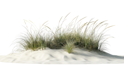 Beach grass growing on white sand dune with transparent background