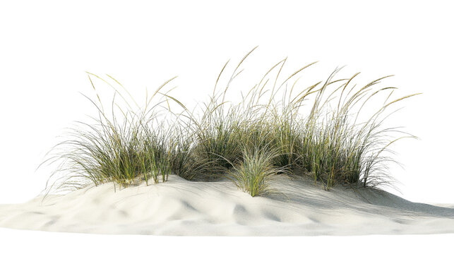 Beach grass growing on white sand dune with transparent background