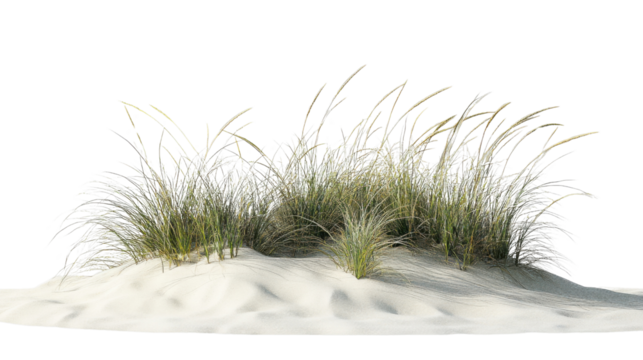Beach grass growing on white sand dune with transparent background