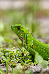 Charming Small Green Iguana Amid Lush Tropical Foliage