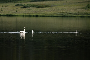 Swan and Cygnets Float In The MIddle of Grebe Lake