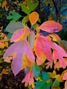 colorful autumn sassafras leaves