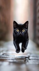 Black cat leaping in mid-air off a weathered wooden surface indoors