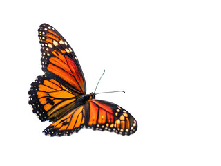 Fototapeta premium Butterfly Flying on Transparent Background – Ideal for Nature, Wildlife, and Digital Art 