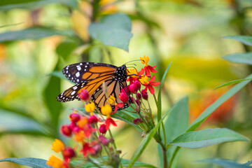 MOnarch butterfly feeding on yellow flowers in sunddy day in Lima Peru