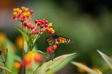 MOnarch butterfly feeding on yellow flowers in sunddy day in Lima Peru