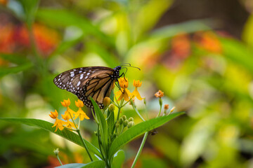 MOnarch butterfly feeding on yellow flowers in sunddy day in Lima Peru