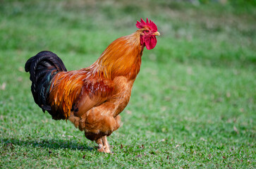 rooster on the farm