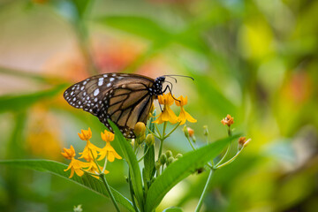 MOnarch butterfly feeding on yellow flowers in sunddy day in Lima Peru