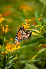 MOnarch butterfly feeding on yellow flowers in sunddy day in Lima Peru