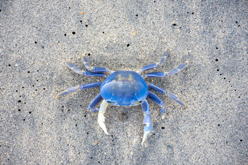 crab on the beach