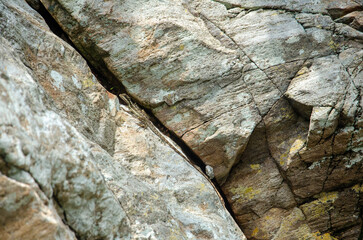 stone wall texture, lizard camo