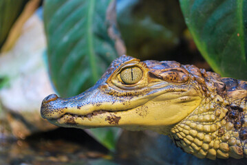 close up of an alligator