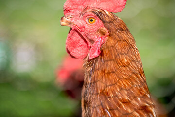 Portrait of a chicken