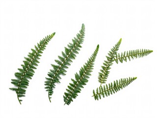 Five Green Fern Fronds Arranged on White Background