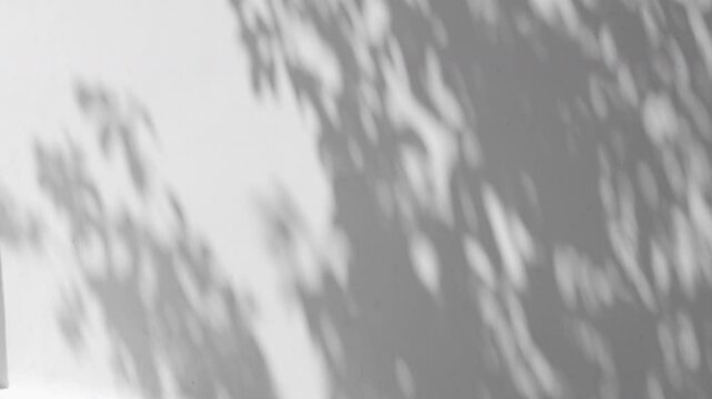 slow motion of leaf shadow swaying in the gentle breeze on a white concrete wall, abstract background for use backdrop