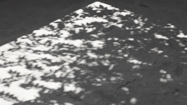 slow motion of leaf shadow swaying in the gentle breeze on a cement floor, abstract background for use backdrop