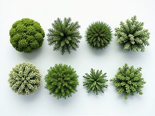 Fototapeta premium Aerial View of Eight Diverse Green Shrubs and Bushes on White Background