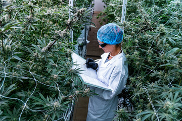 In a lush medical marijuana plantation, a technician diligently calculates and records findings.