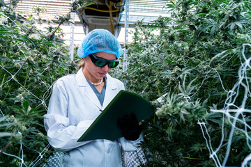A skilled technician records data and analyzes blooming cannabis plants in a greenhouse setting.