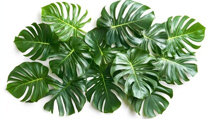 Composition of several fresh green monstera leaves on a white background
