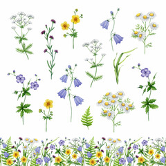 Wild flowers vintage style watercolor illustration hand drawn set. Hand drawn blue bell flower, chamomile, buttercup, fern leaves and green grass elements on white background summer mood collection