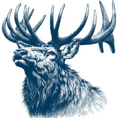 elk vector illustration