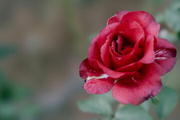 情熱の赤いバラ - 優雅で繊細な美しさ