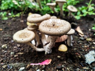 mushrooms in the grass